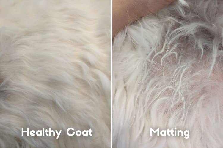 healthy coat vs doodle matting