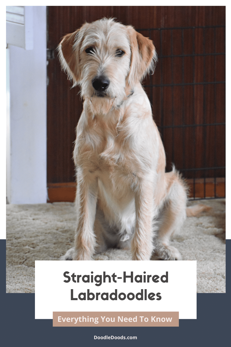 Straight-Haired Labradoodles