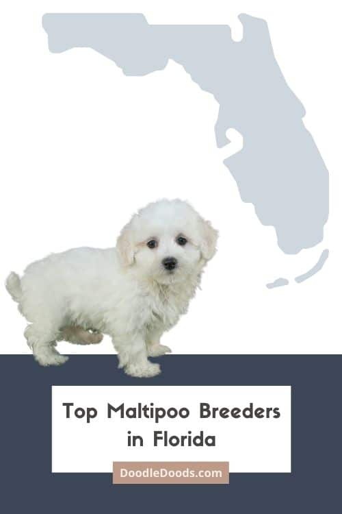 List Of Top Ethical Maltipoo Breeders In Florida Maltipoo puppies for sale florida