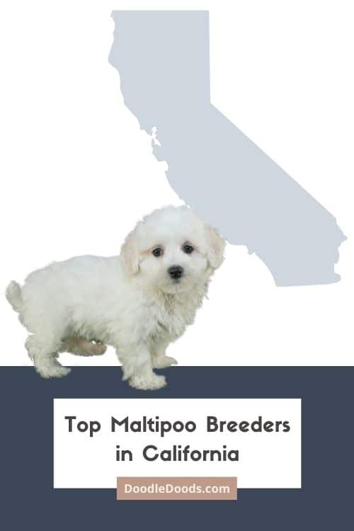 Maltipoo Puppies For Sale In California From Top Ethical Breeders