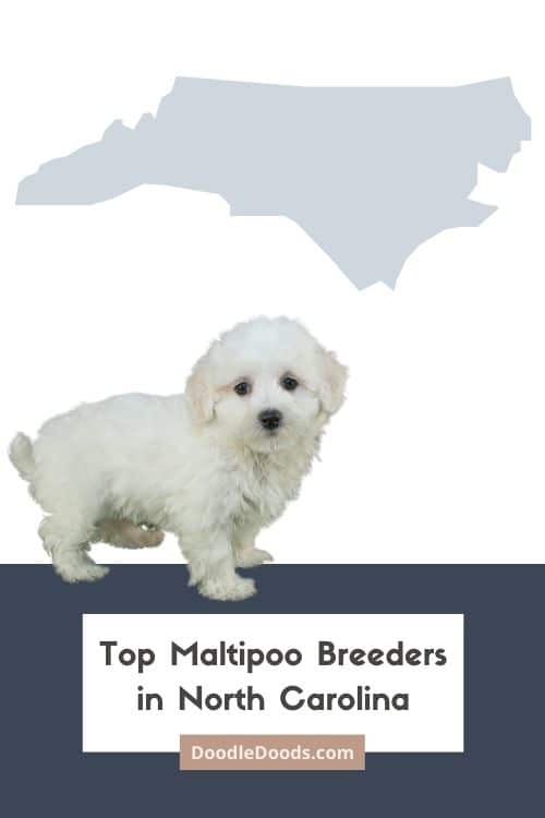 Maltipoo Puppies For Sale In NC From Top Ethical Breeders
