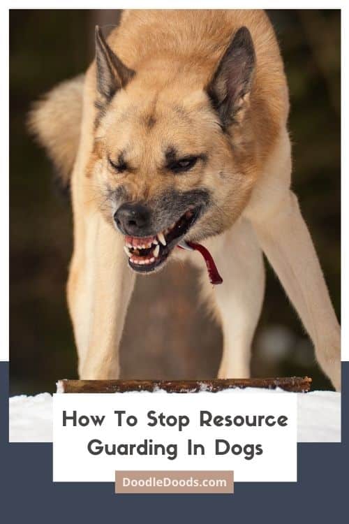 Resource Guarding In Dogs What It Is & How To Stop It