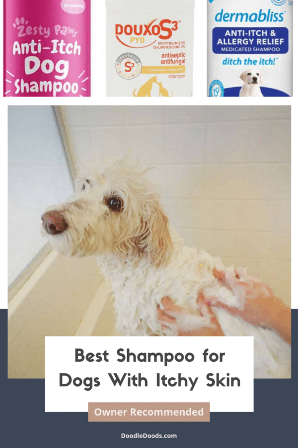 Best Shampoo for Dogs with Itchy Skin Owner