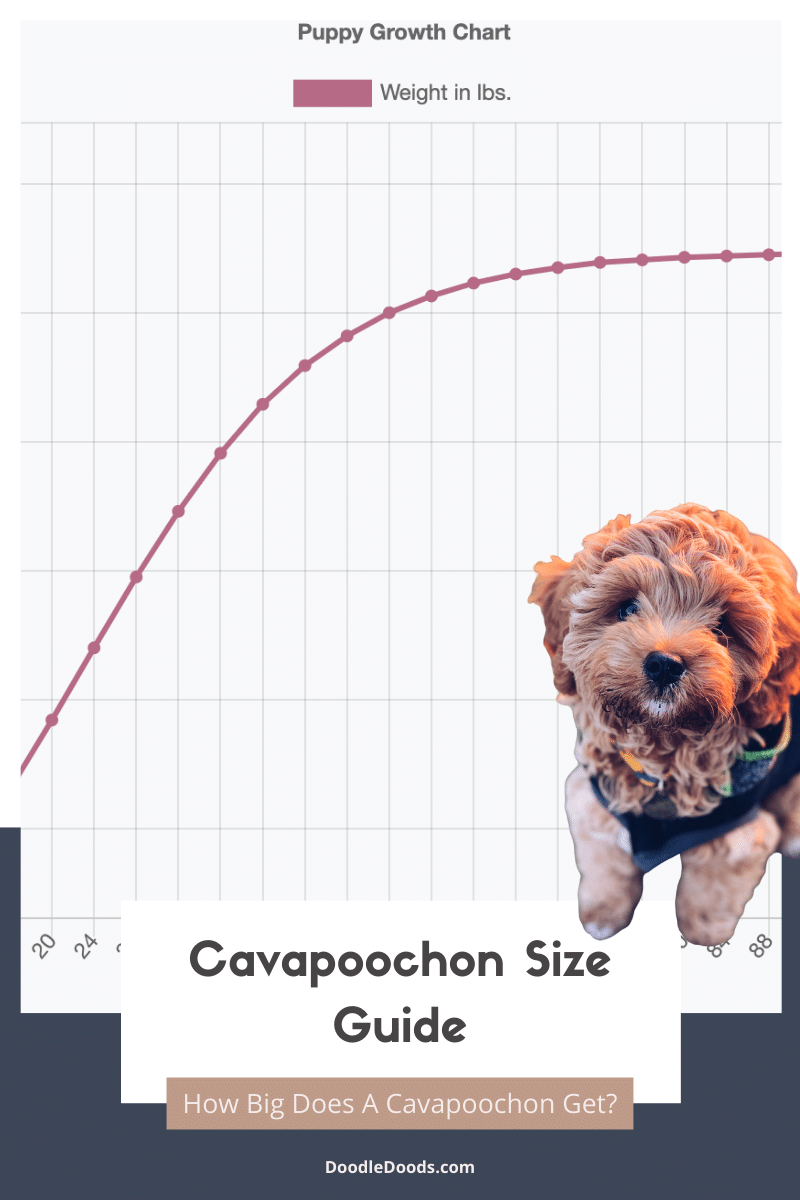 Cavapoochon Size Guide