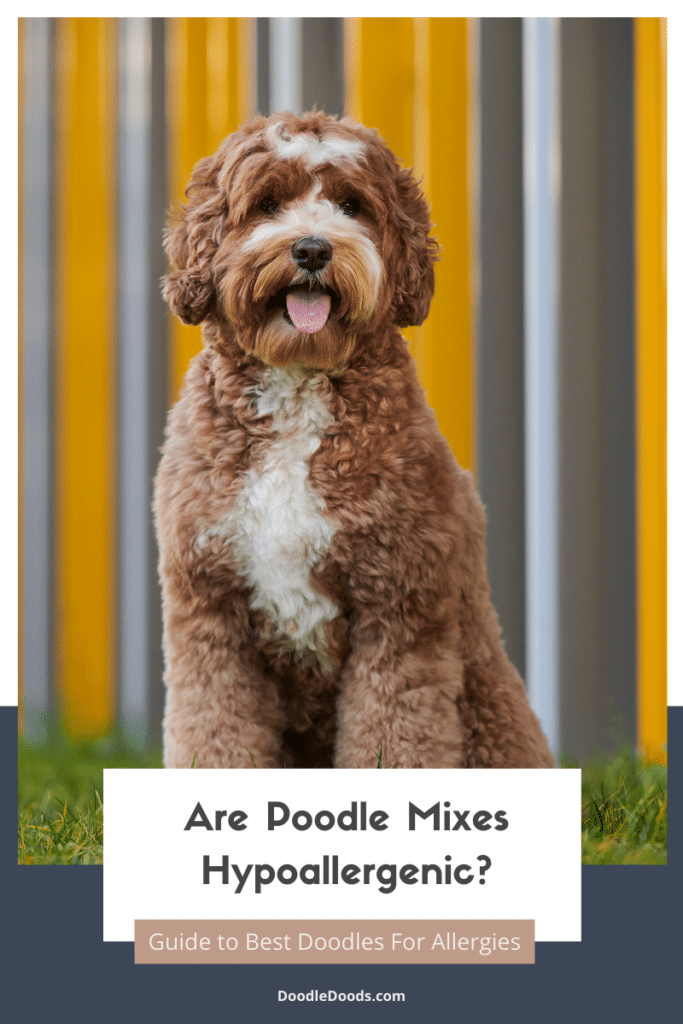 Poodle Mixes Hypoallergenic