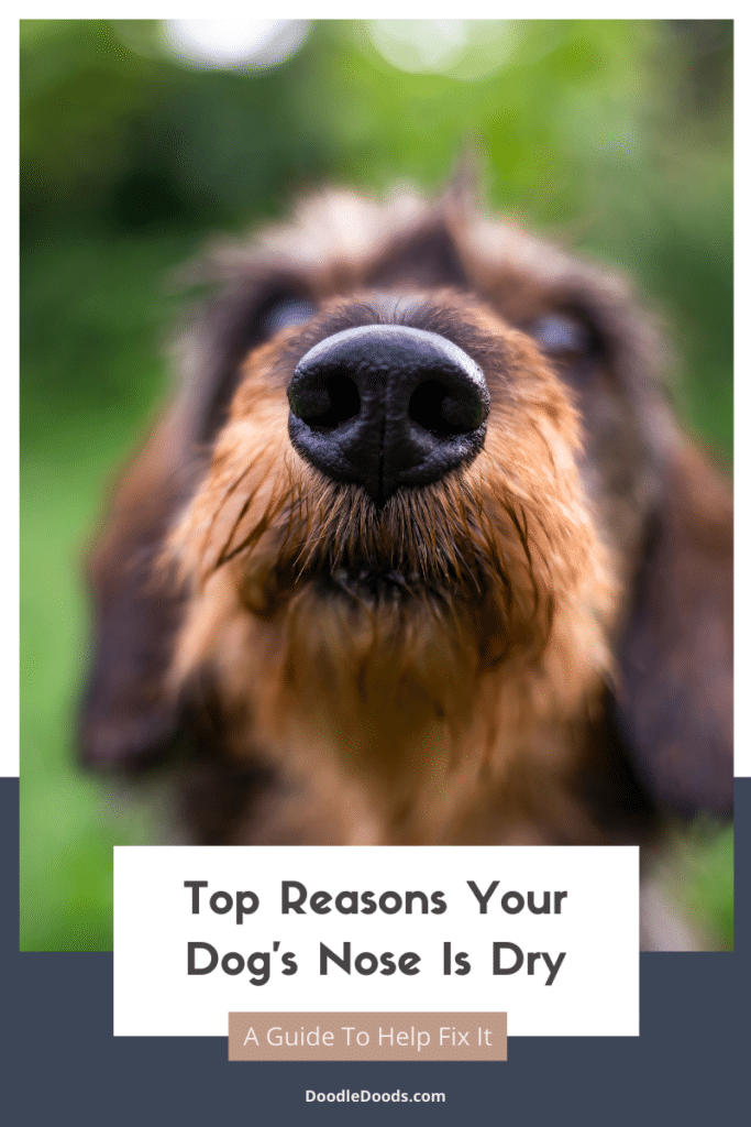 Top Reasons Your Dog's Nose Is Dry
