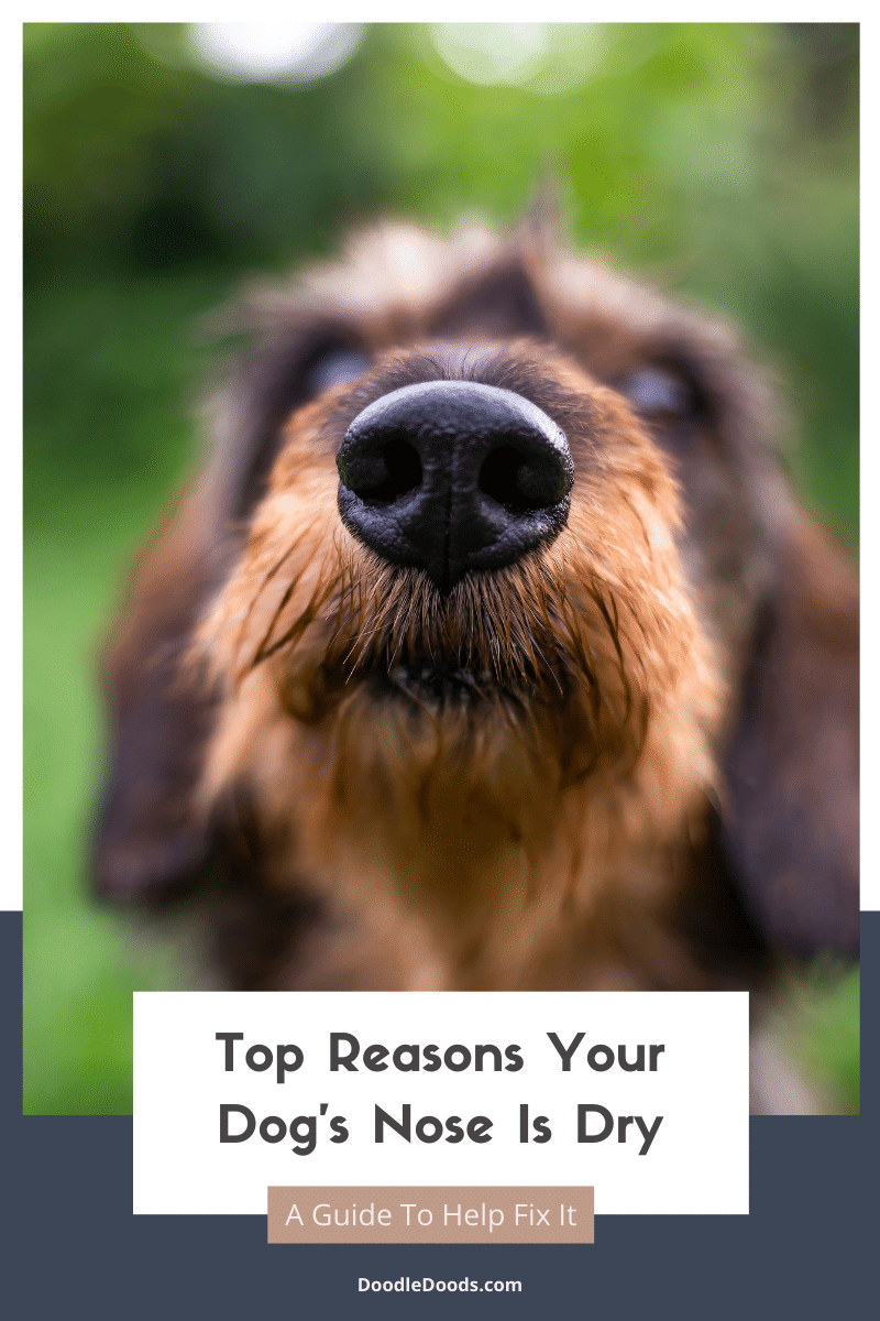 Top Reasons Your Dog's Nose Is Dry