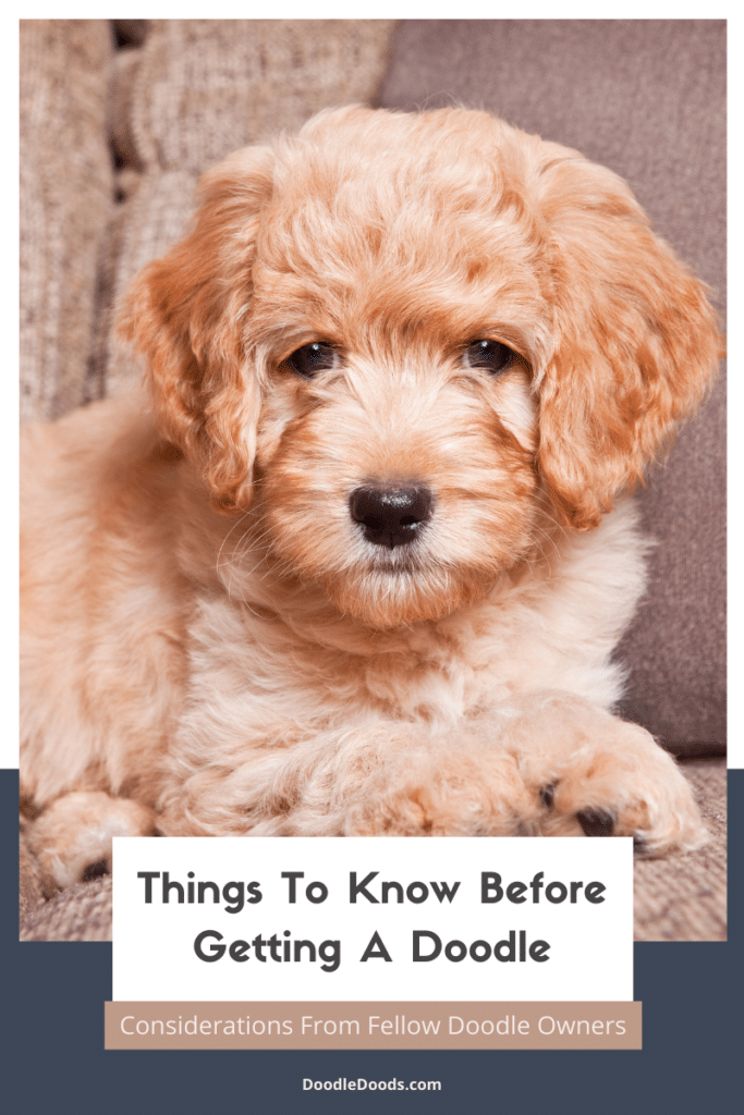 Things To Know Before Getting A Doodle