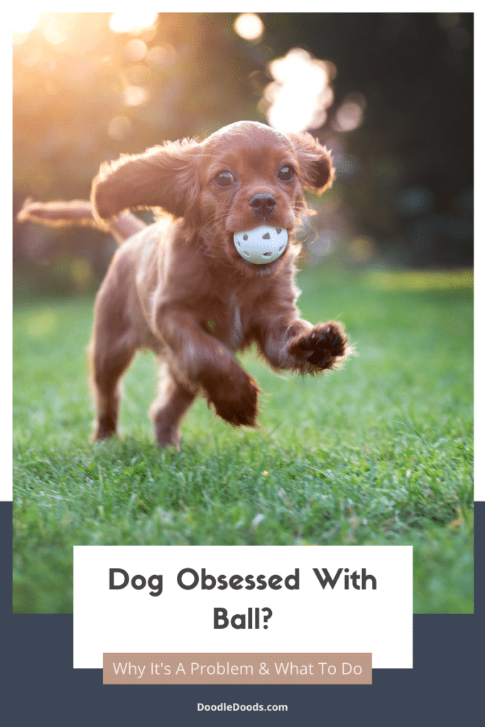 Dog Ball Obsession