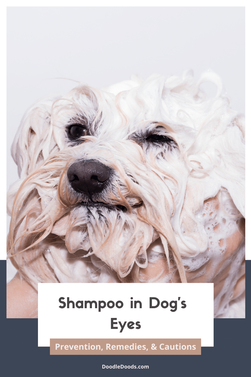 Shampoo in Dog's Eyes