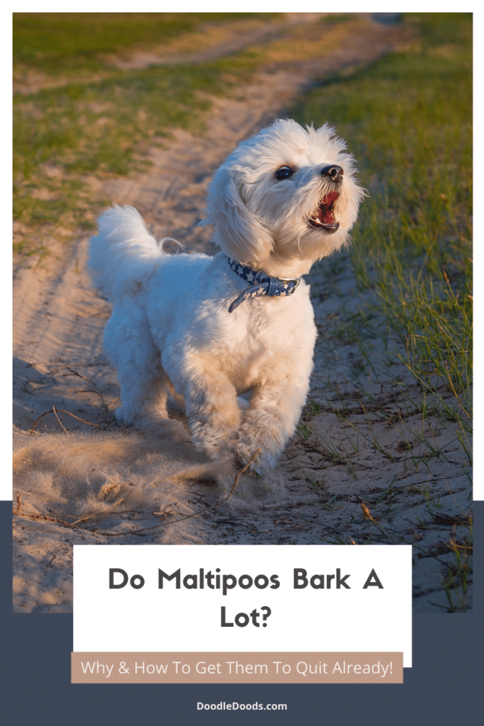 Do Maltipoos Bark A Lot?