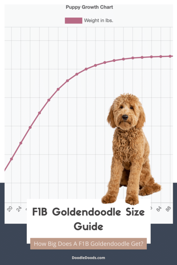 Full Grown F1b Goldendoodle Size Chart + Interactive Weight Calculator