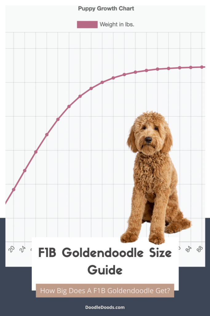F1B Goldendoodle Size Chart