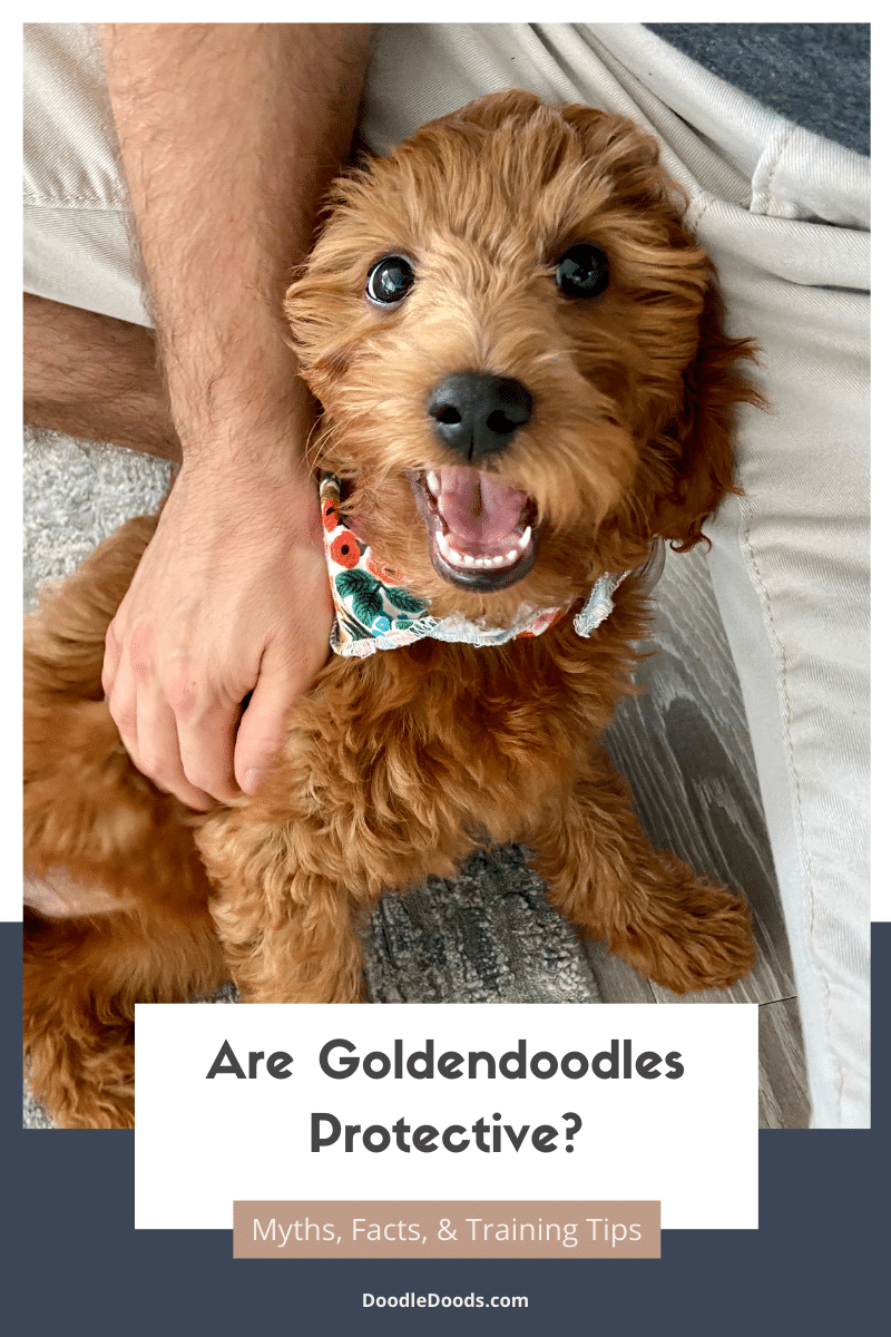 Are Goldendoodles Protective?