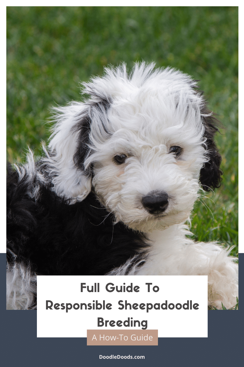 Guide for Sheepadoodle Breeding