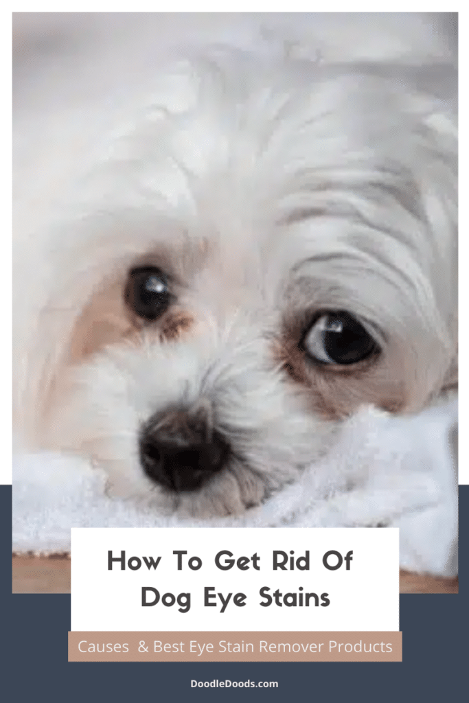 How To Get Rid of Dog Eye Stains