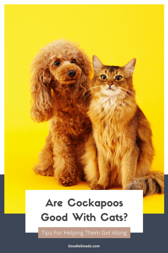 Are Cockapoos Good With Cats?