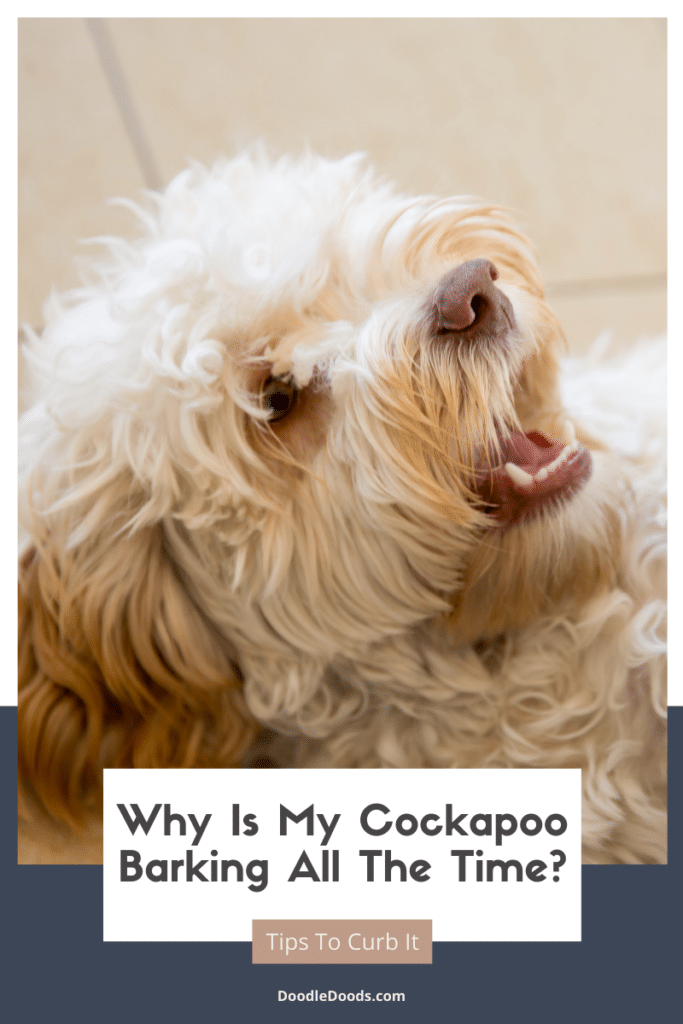 Cockapoo Barking