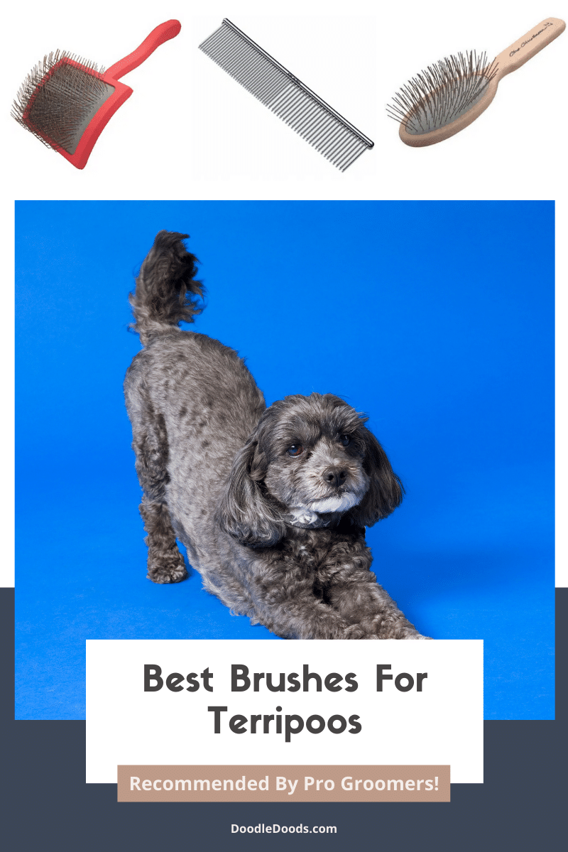 Best Brushes For Terripoos