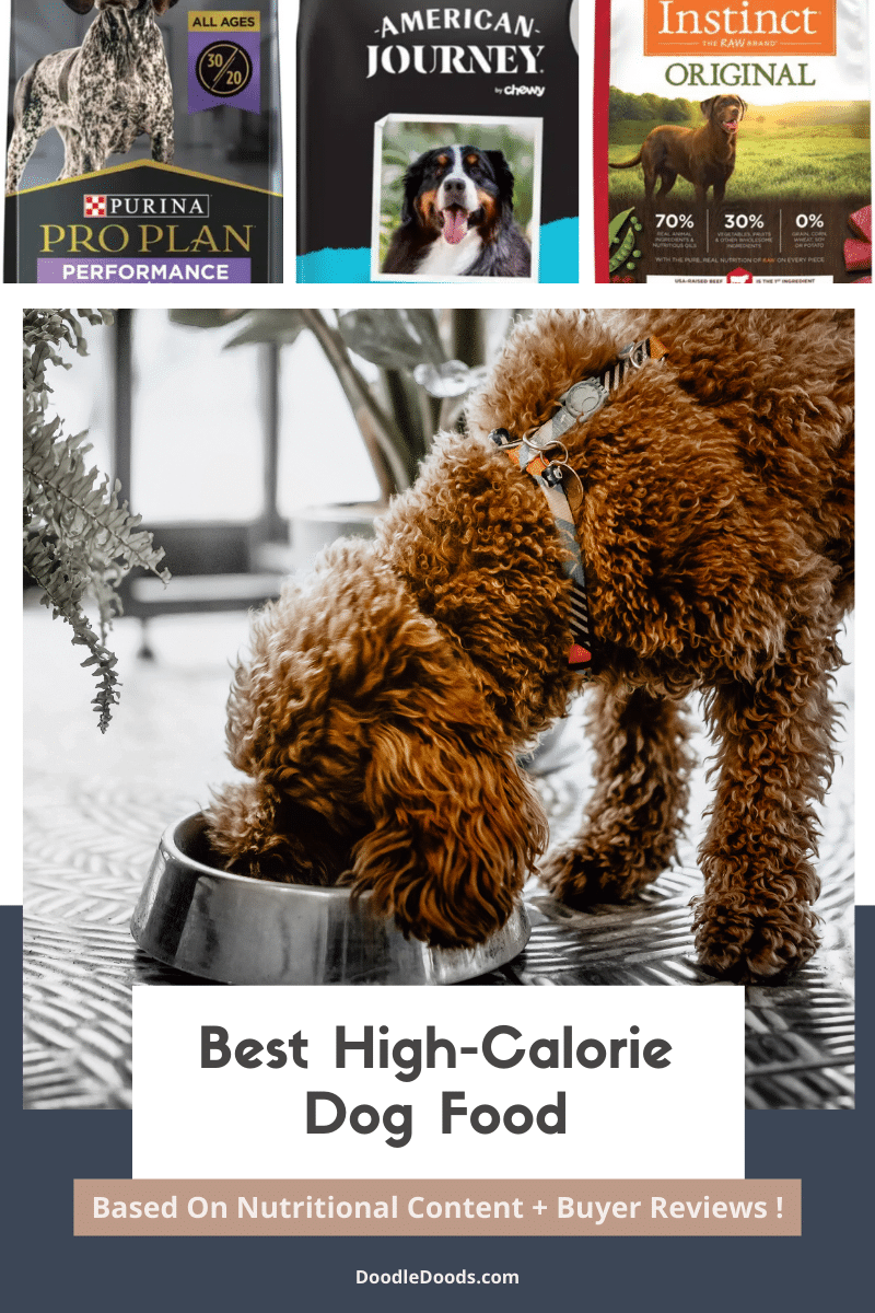 Best High-Calorie Dog Food