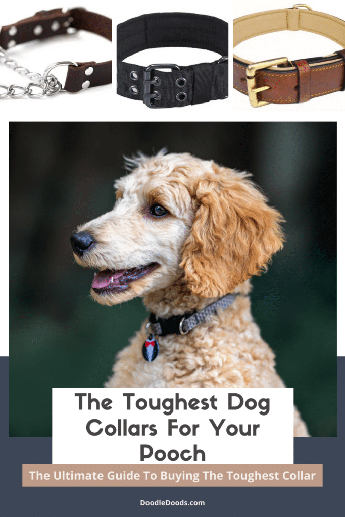 Toughest Dog Collars
