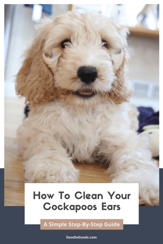 How To Clean A Cockapoos Ears