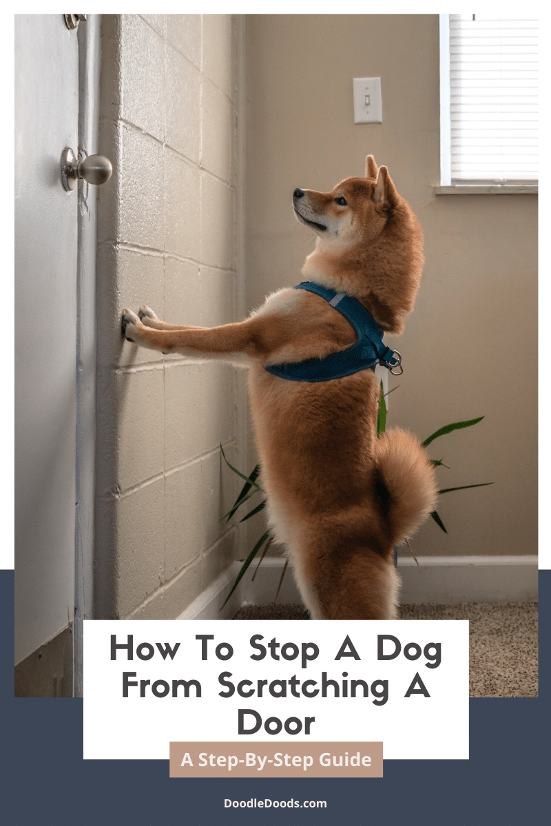 How To Stop A Dog From Scratching A Door