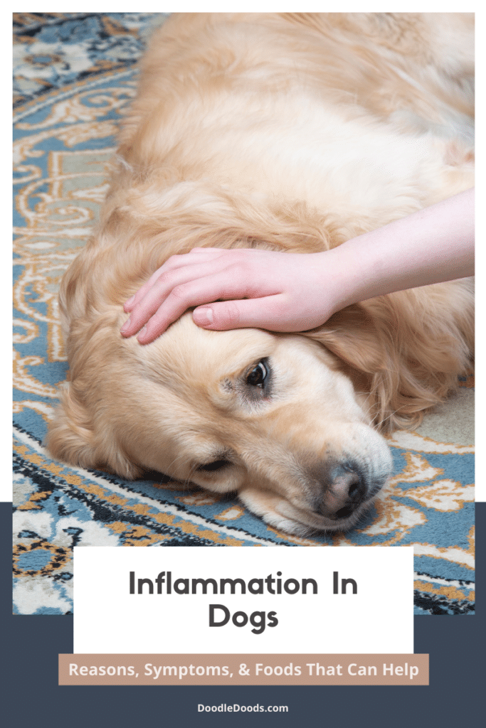 Inflammation In Dogs