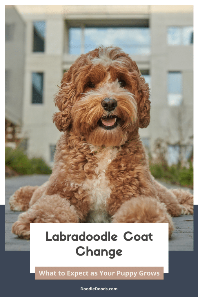 Labradoodle Coat Change