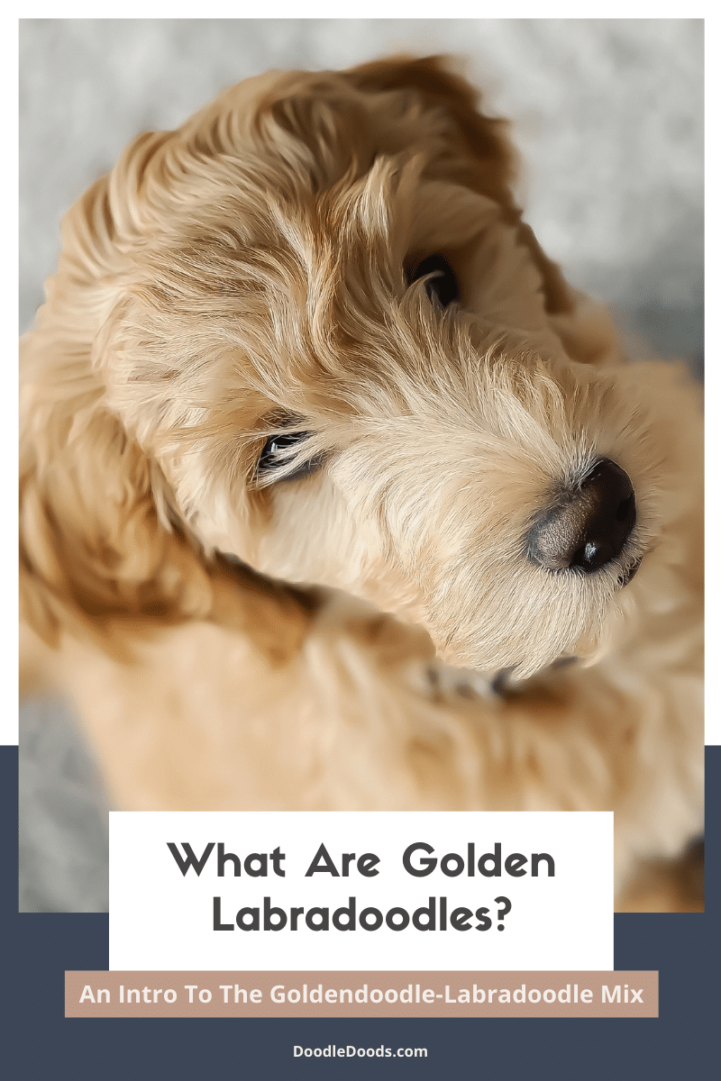 Golden Labradoodle