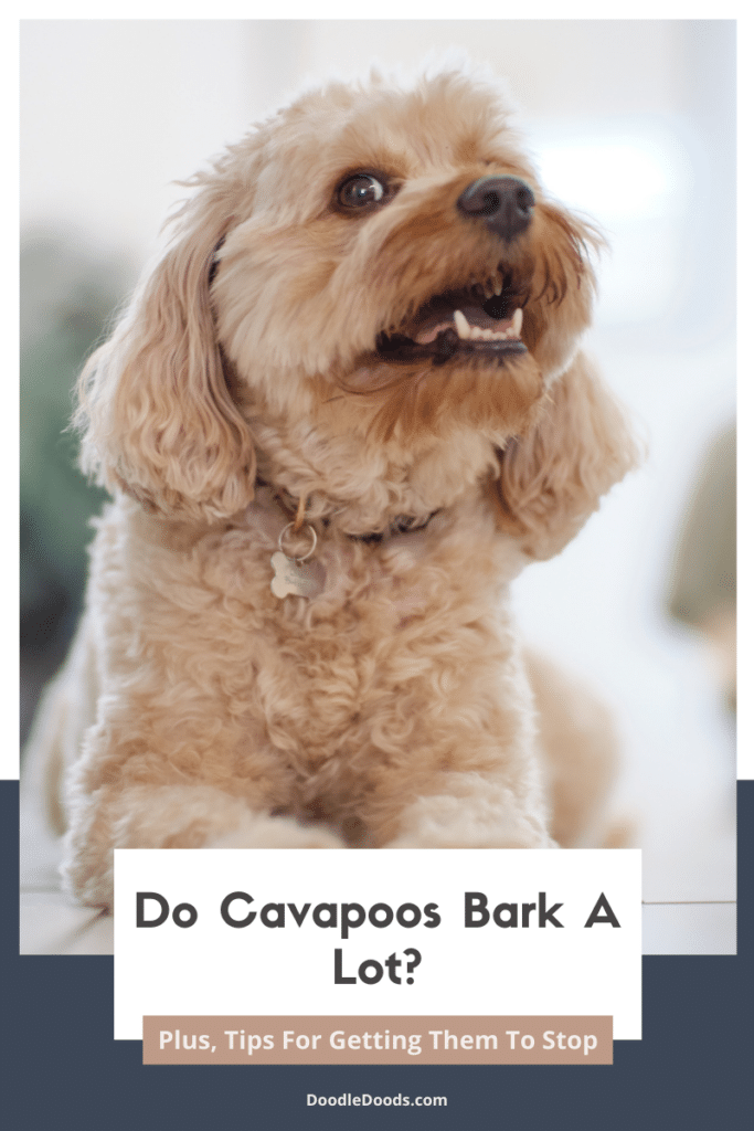 Cavapoo Barking