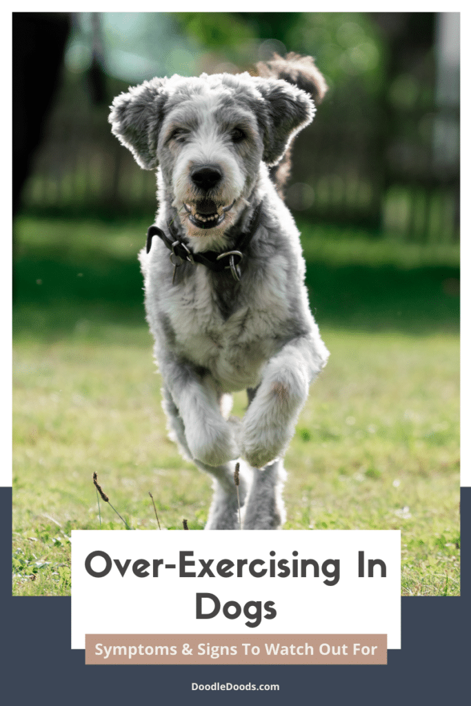 Over-Exercising Dogs