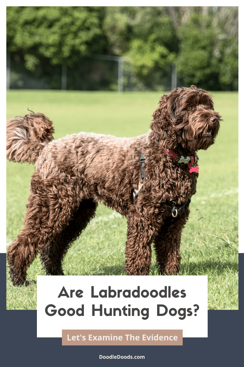Labradoodle Hunting Dogs