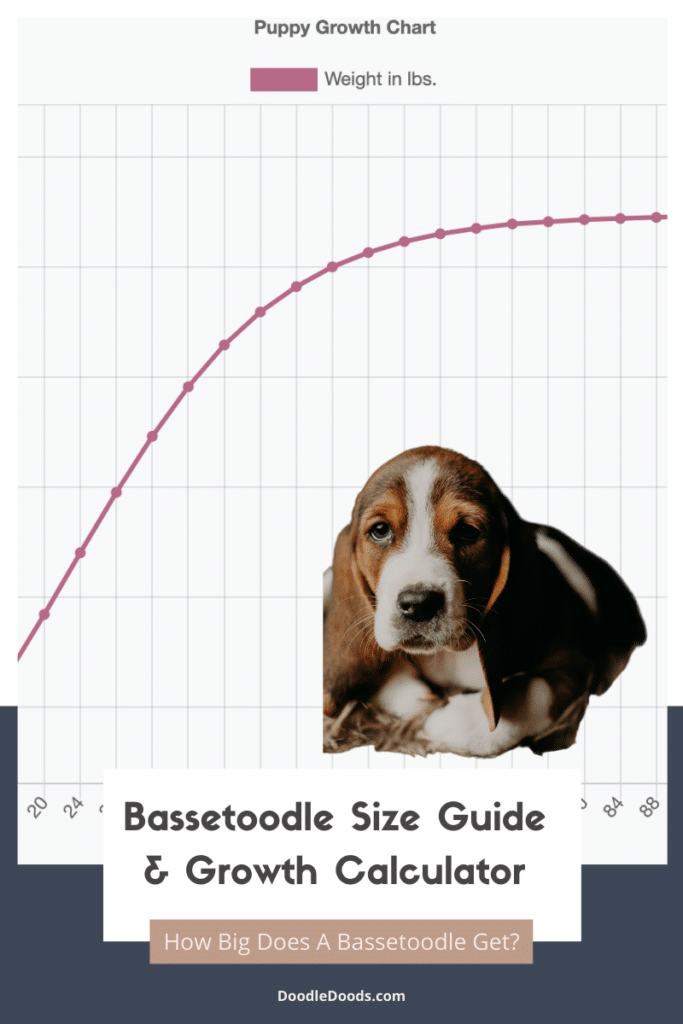 Bassetoodle Size Chart
