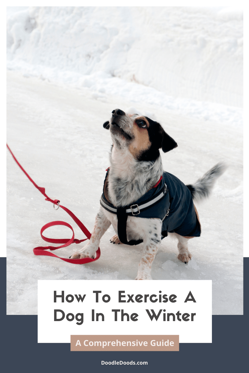 Dog Exercise in Winter
