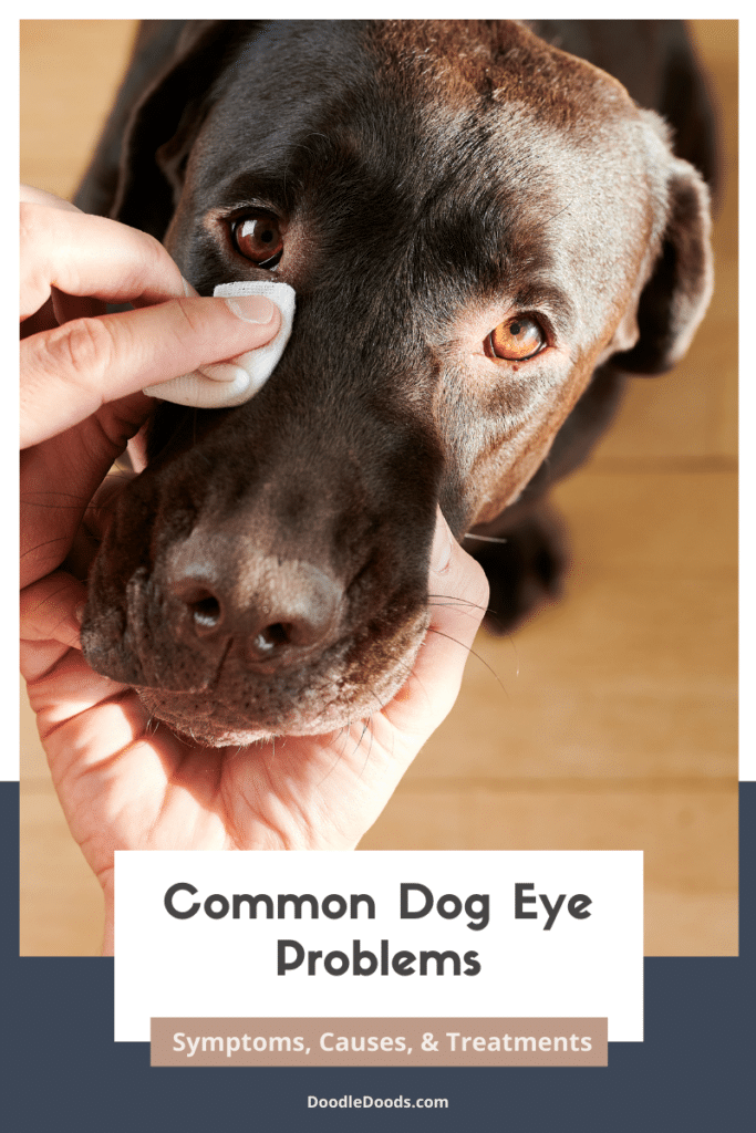 Dog Eye Problems