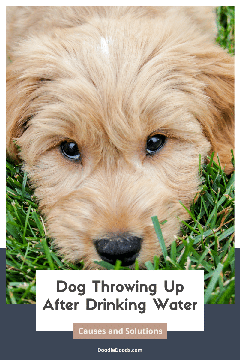 Dog Throwing Up After Drinking Water