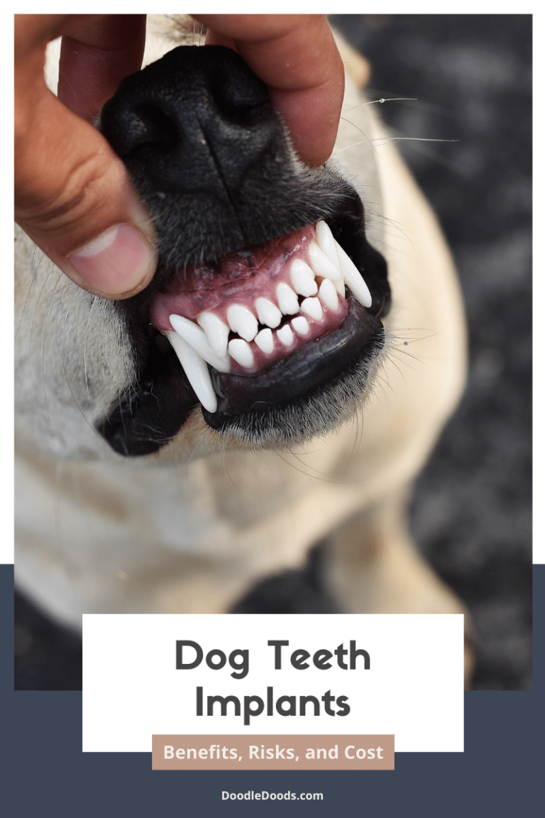 Dog Teeth Implants: Benefits, Risks, and Cost - Doodle Doods