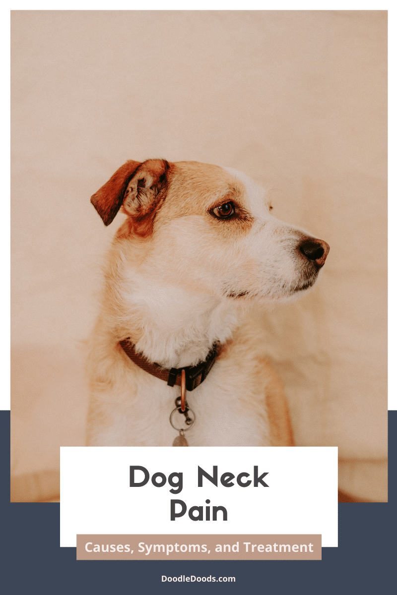 Dog neck pain