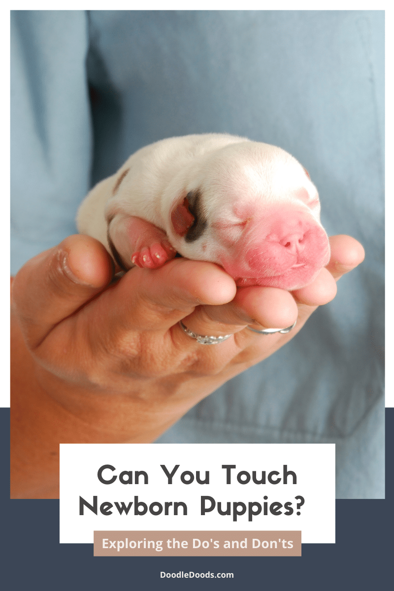 Touching Newborn Puppies