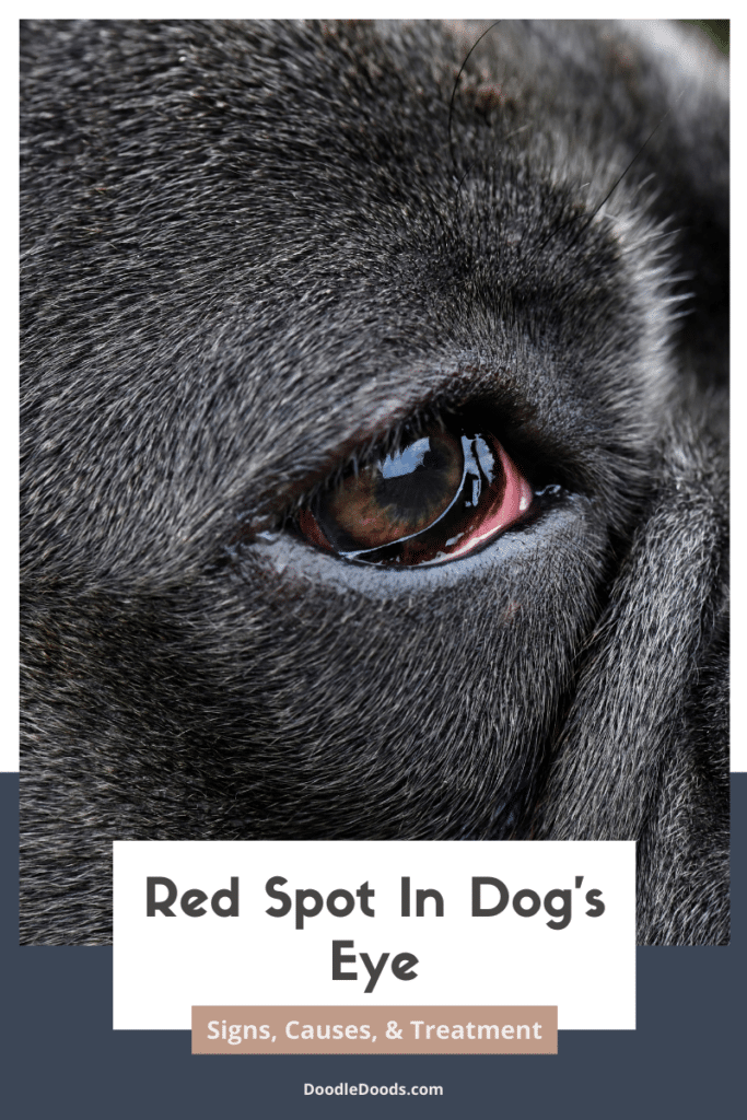 Red Spots in Dog's Eye