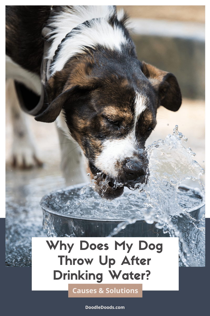 Why Does My Dog Throw Up After Drinking Water?