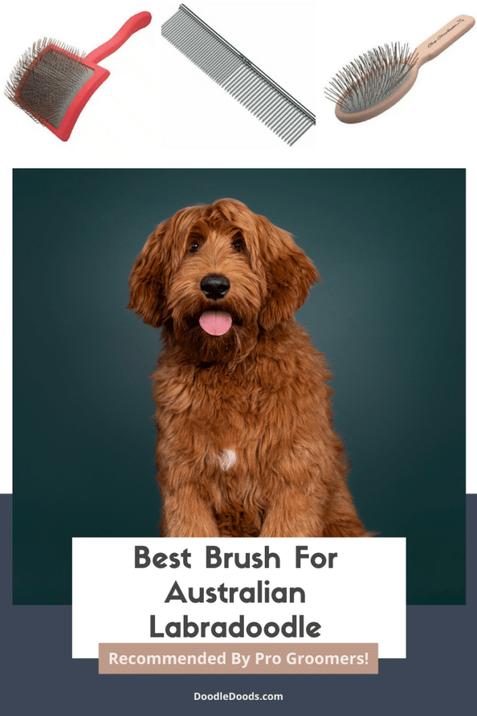 Best Brush For Australian Labradoodle