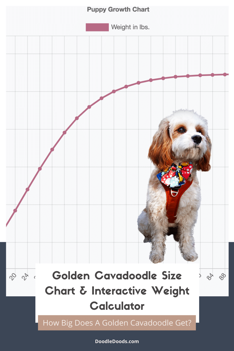 Golden Cavadoodle Size Chart