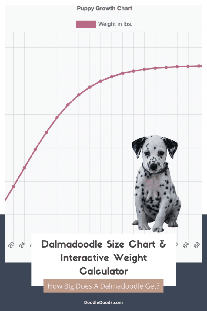 Dalmadoodle Size Chart