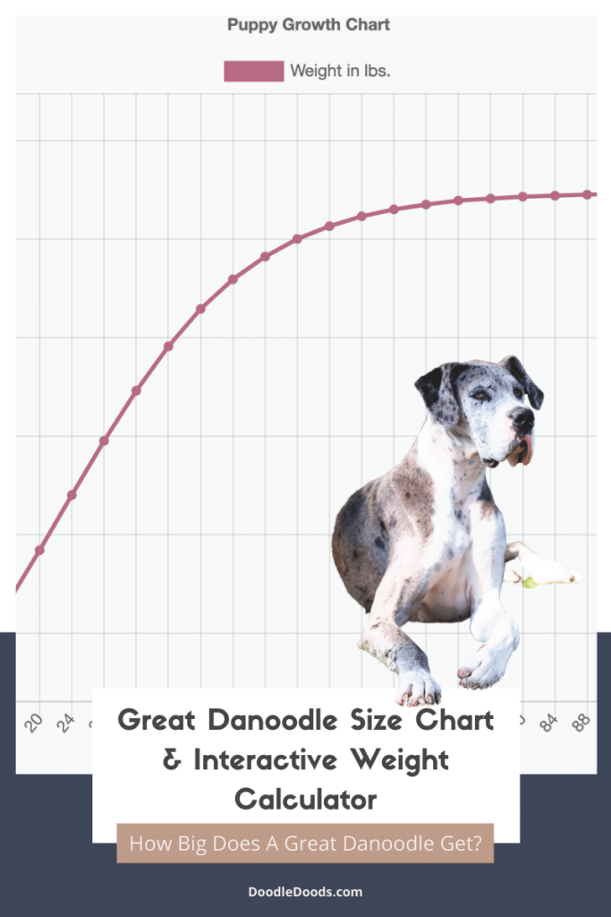 Great Danoodle Size Chart