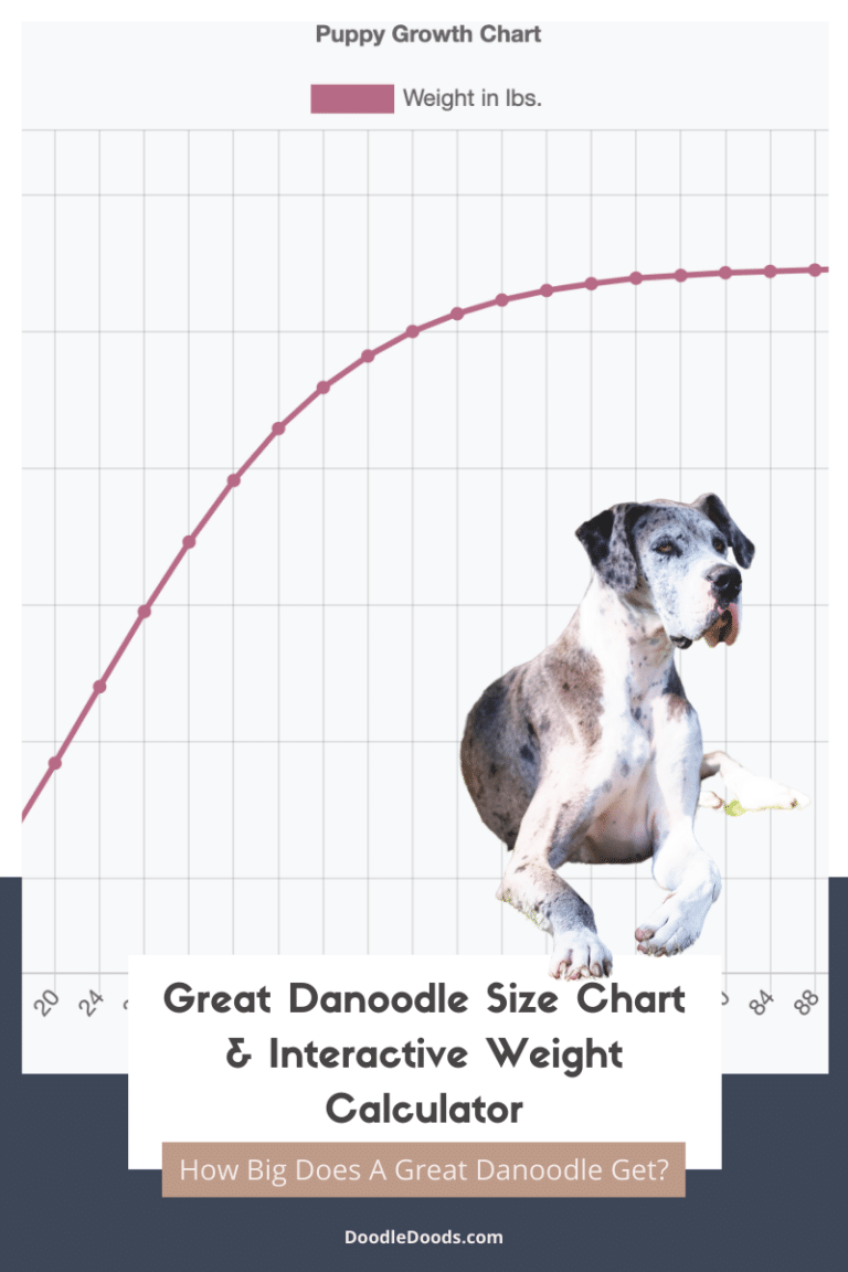 Springerdoodle Size Chart With 1,000+ Weight Data Points - Doodle Doods