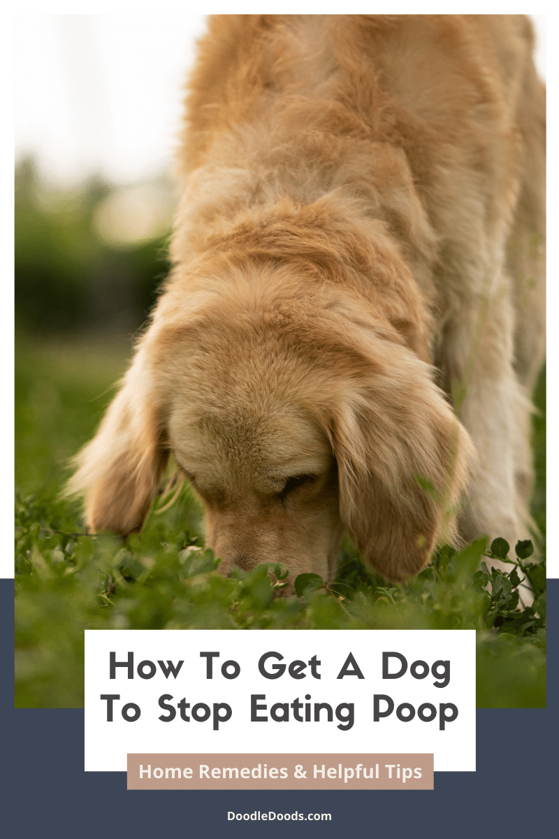 How To Get A Dog To Stop Eating Poop