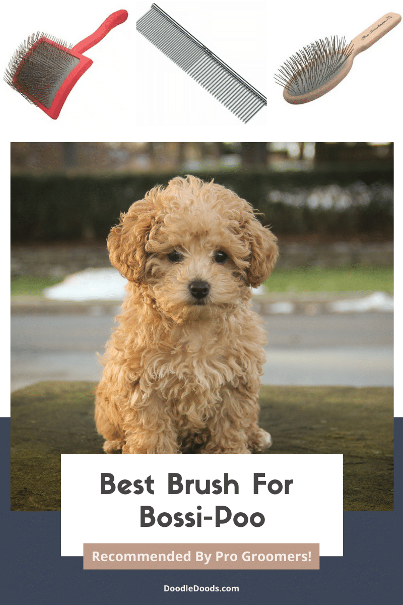 Best Brushes for Bossi-Poo