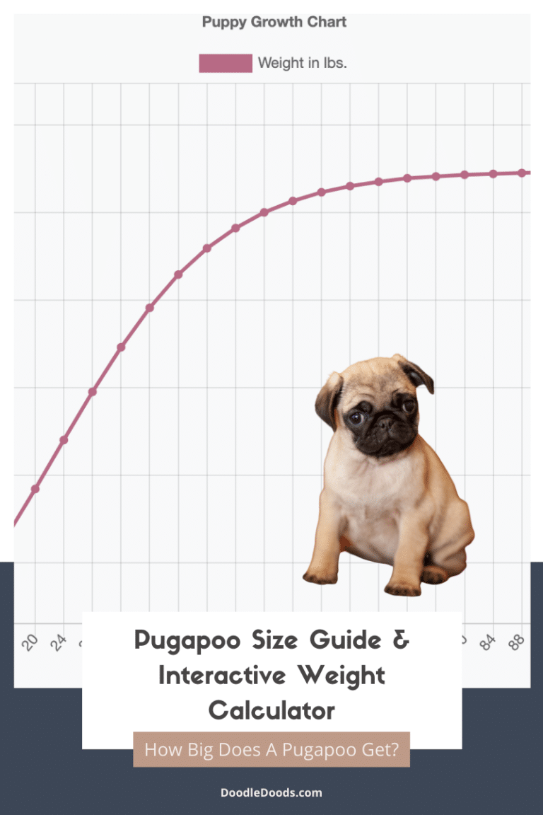 Whipoodle Size Chart + Interactive Weight Calculator - Doodle Doods